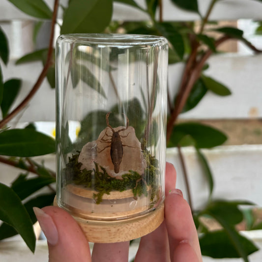 Brighter Horizons | Java Scorpion (Liocheles australasiae) | Entomology Specimen Art Jar Dome