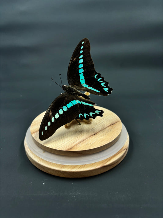 Circle of Life | Graphium anthedon | Bluebottle Butterfly