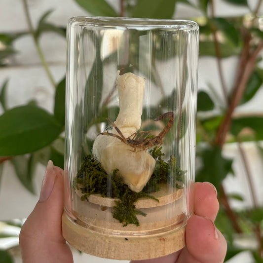 Rebirth | Java Scorpion (Liocheles australasiae) and Bone Dome | Entomology Specimen Art Jar