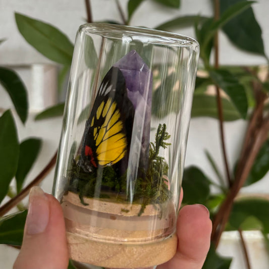 The Dark Crystal | Delias pasithoe | Painted Jezebel Butterfly Dome | Entomology Specimen Art Jar
